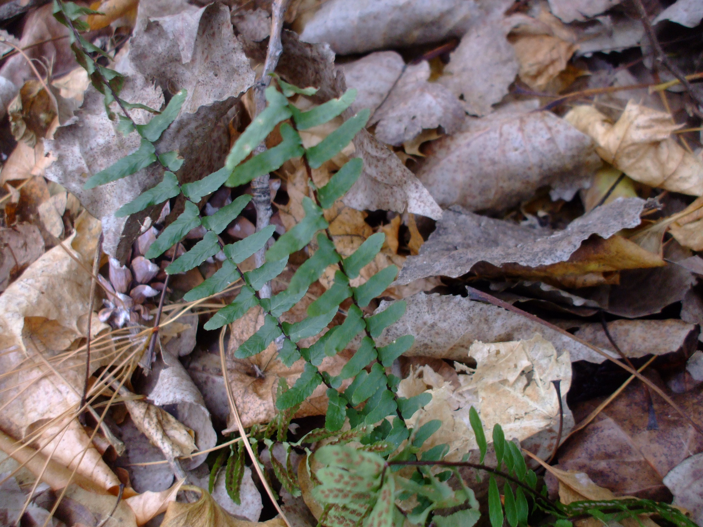 Polystichum acrostichoides